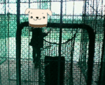 200703022207000.gif
